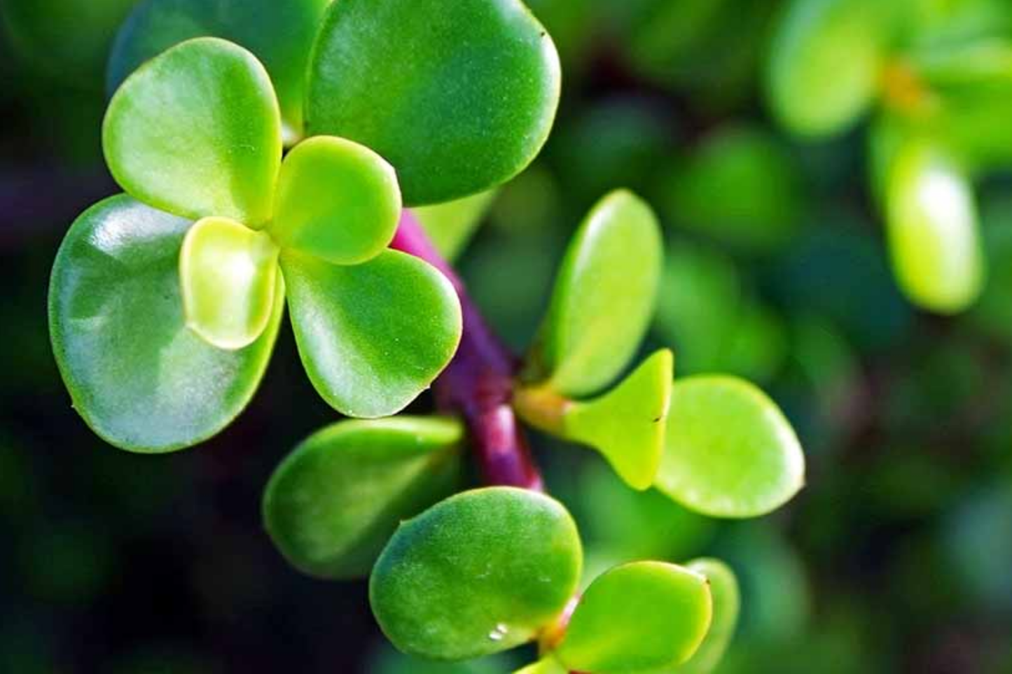 Elephant Bush Cuttings 11-Pack | Dwarf Jade Succulent | Green & Red Stems | Easy to Grow Indoor & Outdoor Plant