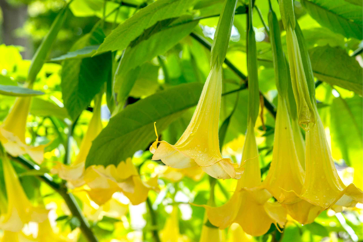 Brugmansia Angel Trumpet Cutting | 4" Unrooted Tropical Plant with Yellow Flowers | Fast-Growing Outdoor Garden Starter