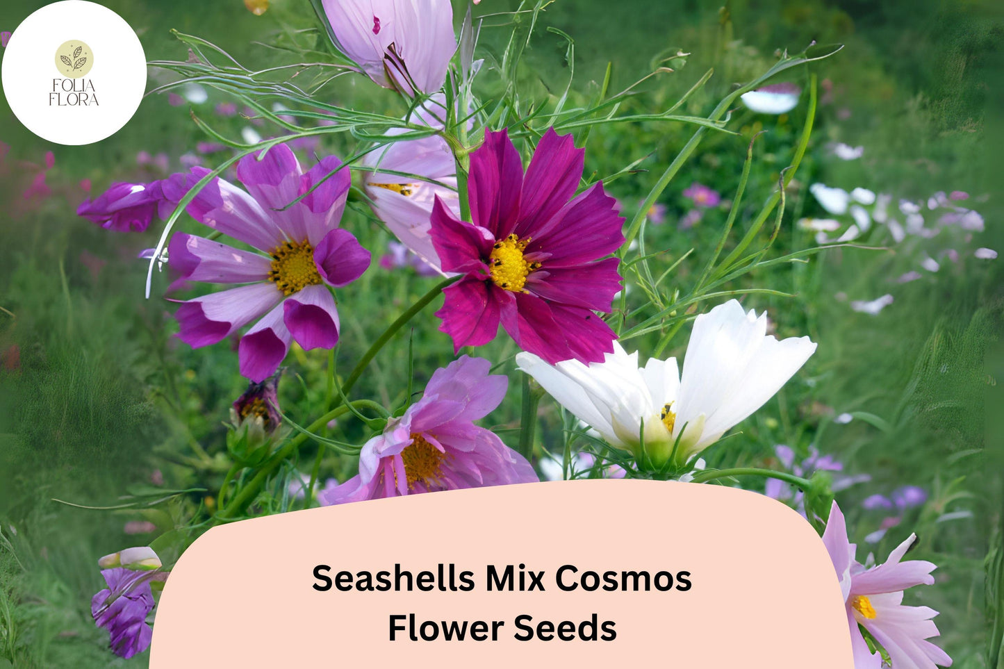 200+ Seashells Mix Cosmos Seeds | Unique Fluted Petals Annual Flower Seeds for Garden Planting