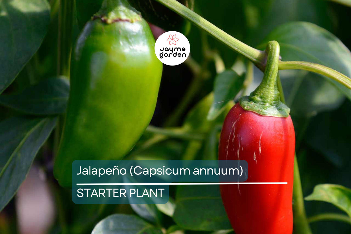 Jalapeño Starter Plant | 12"-24" Green | Capsicum annuum | Easy to Grow Mild Pepper for Gardens or Containers