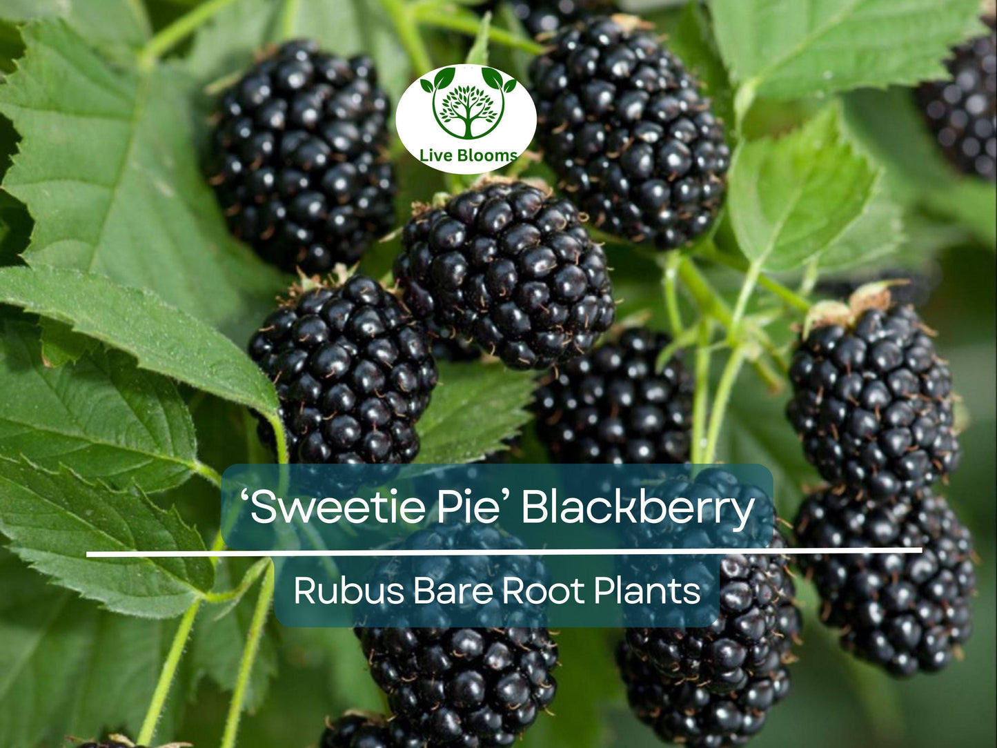 3 Sweetie Pie Blackberry Plants – Thornless, Heat-Tolerant, Non-GMO Rubus Hybrid for Home Gardens