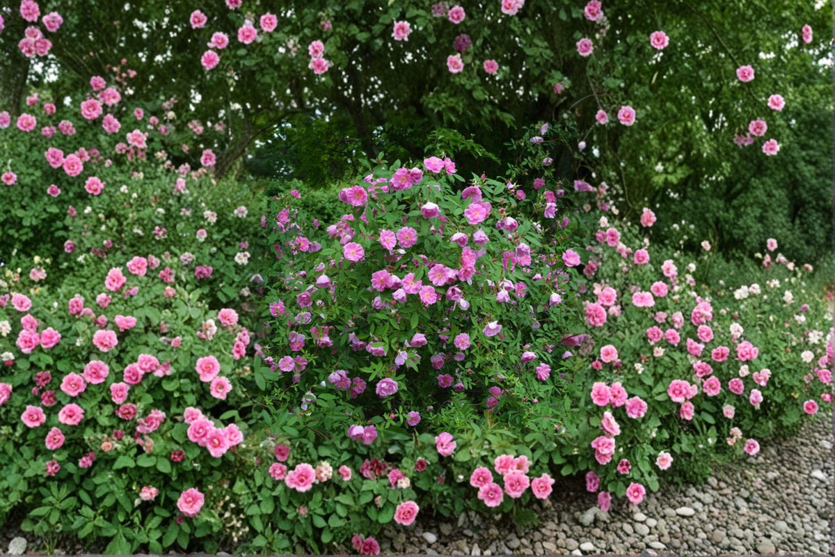 Swamp Rose Seeds – 30 Seeds | Rosa palustris | Fragrant Pink Blooms | Native Wetland Plant for Wildlife & Pollinators