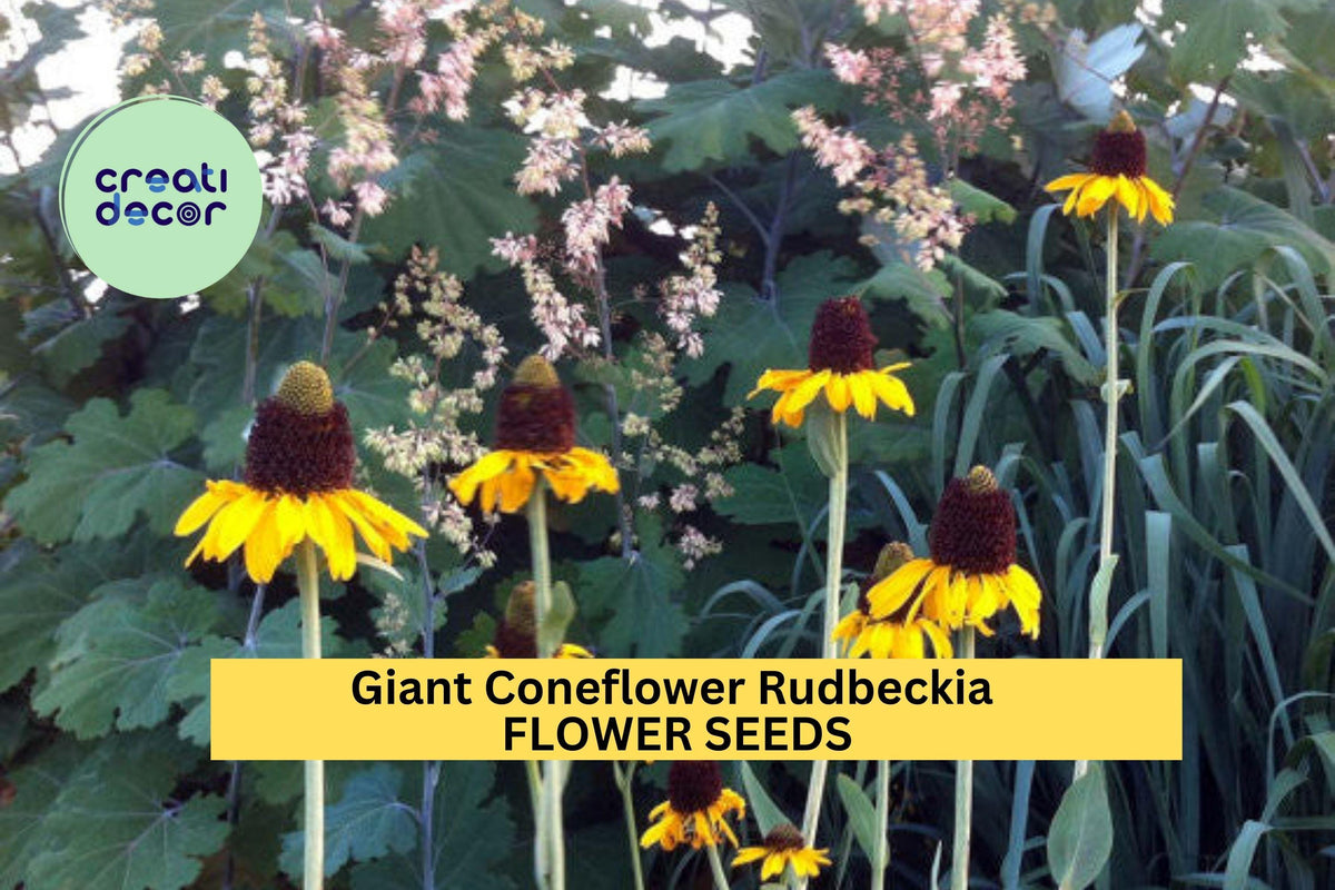 200+ Giant Coneflower Rudbeckia Seeds – Tall Yellow Perennial Blooms for Pollinator Gardens