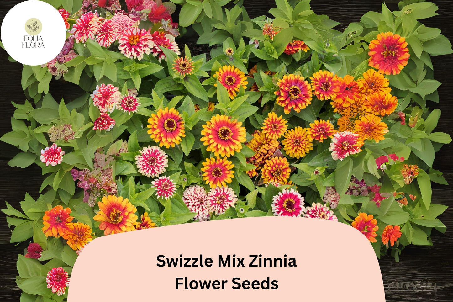 100+ Swizzle Mix Zinnia Seeds | Bright Two-Toned Annual Flowers for Garden & Cut Flowers