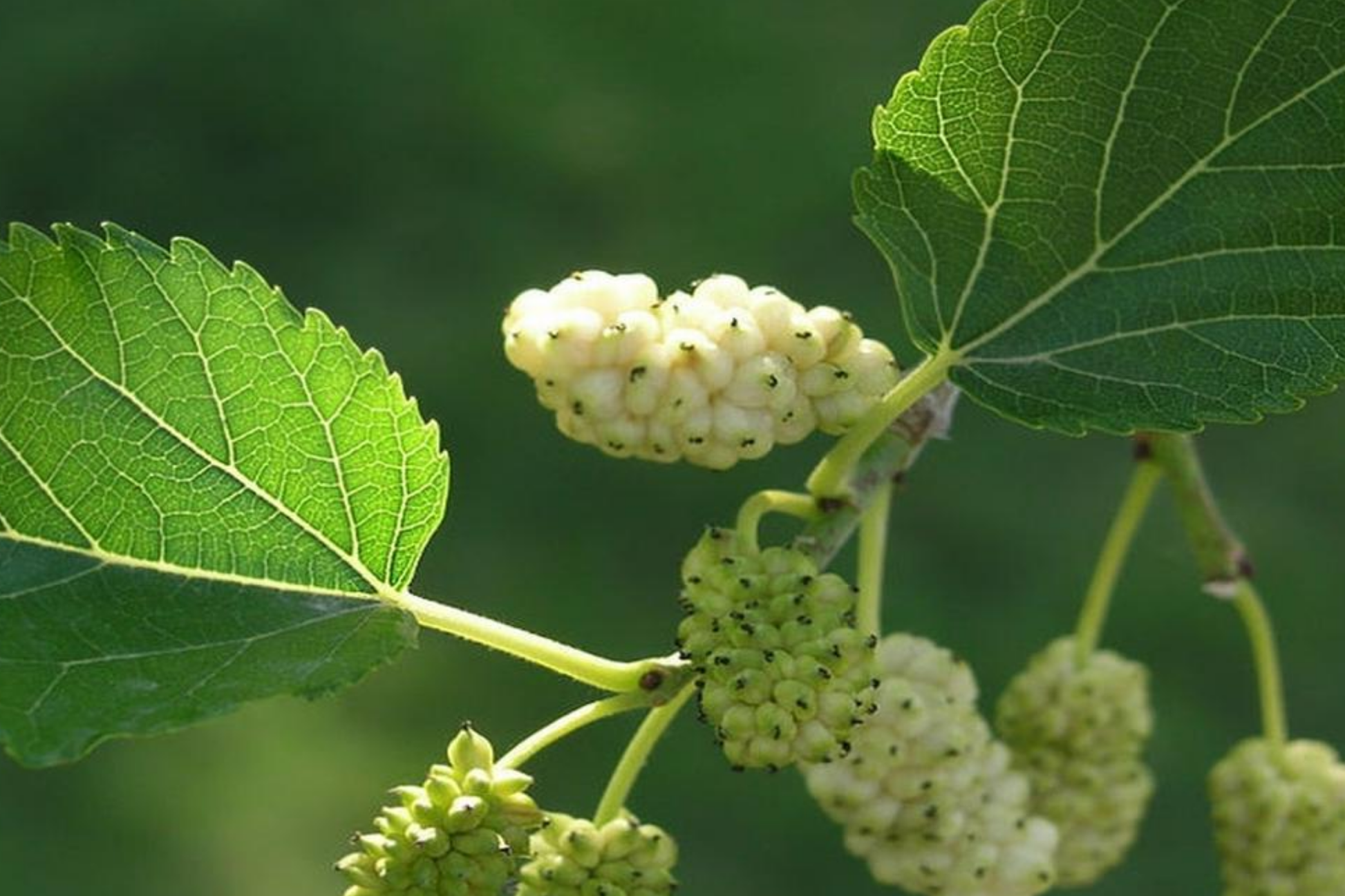 White Mulberry Cuttings 6-8" Morus Alba Organic Fruit Tree Cold Hardy Fast Growing