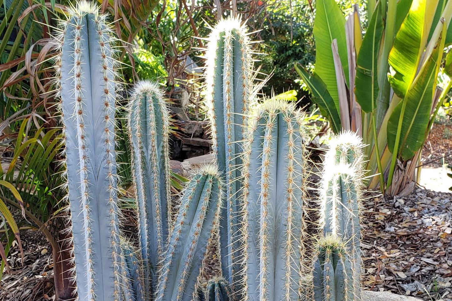 Blue Torch Cactus Live Cutting – Pilosocereus Azureus 4" Rare Blue Cactus, Easy to Root, Night-Blooming, Drought Tolerant, Starter Plant