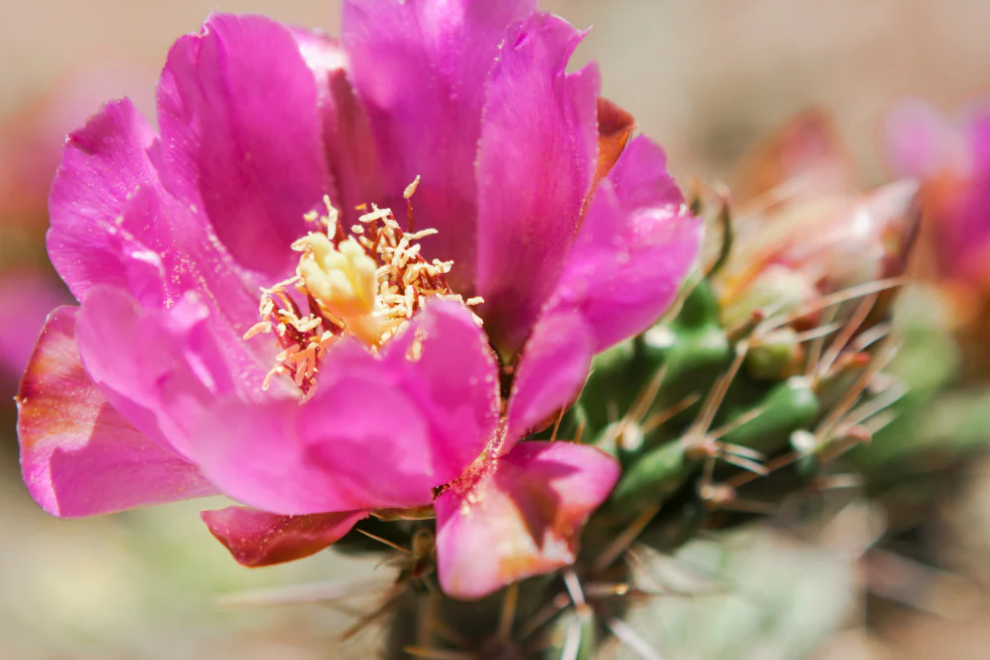Cylindropuntia Spinosior Cane Cholla Rooted Cutting | Drought-Tolerant Hardy Cactus with White Spines & Pink Flowers