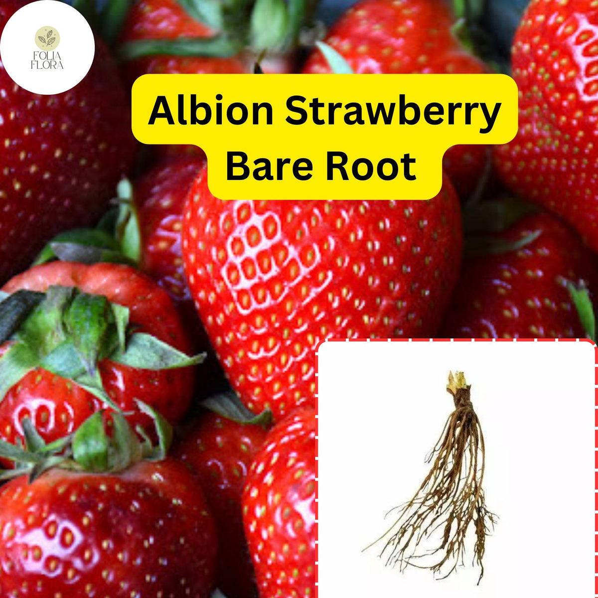 25 Bare Root Albion Strawberry Plants | Day Neutral | Fragaria x ananassa | Sweet Large Berries for Continuous Harvest