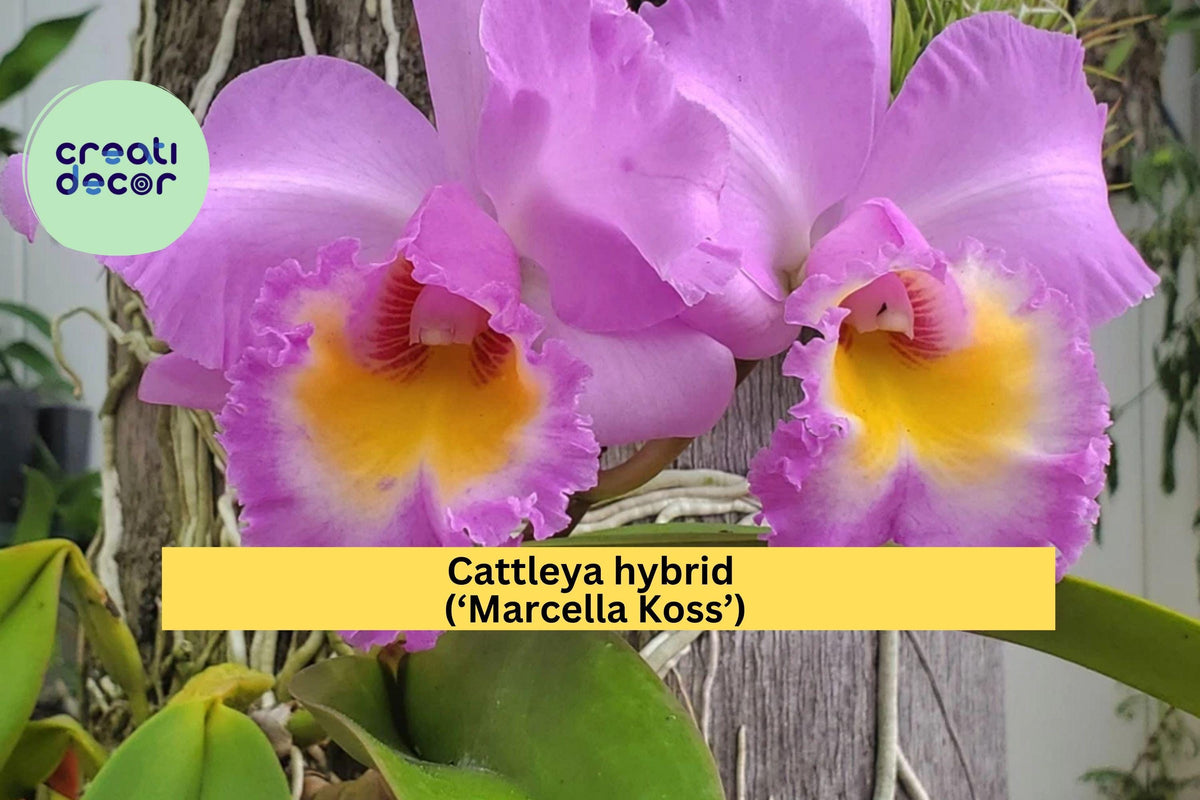 Cattleya Orchid Seedling Starter Plug, Fragrant Pink-Purple Blooms, Cattleya ‘Marcella Koss’, Tropical Houseplant