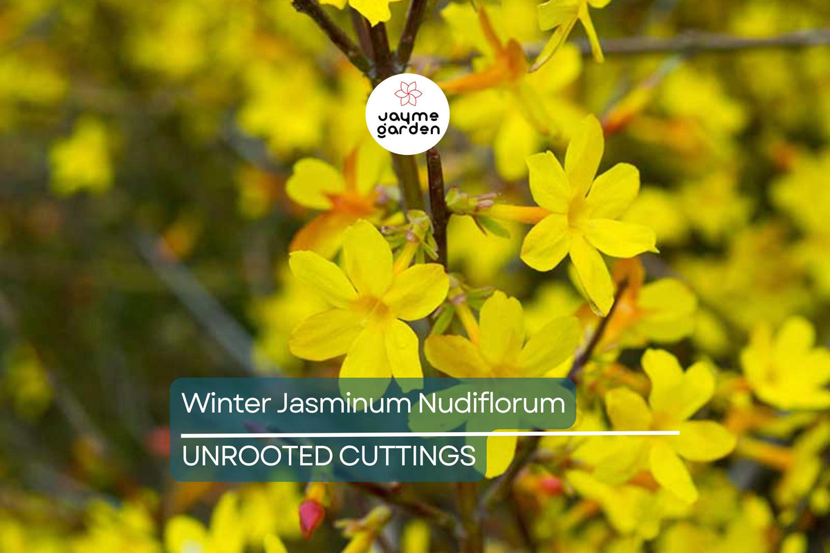 7+ Fresh Cuttings Winter Jasmine Vine, Bright Yellow Flowers, Jasminum Nudiflorum, Easy Propagation, January Blooms