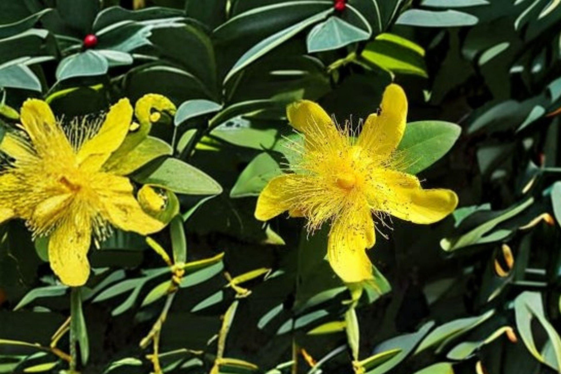 500 St Johns Wort Seeds – Hypericum pyramidatum Native Pollinator Wildflower for Gardens & Restoration