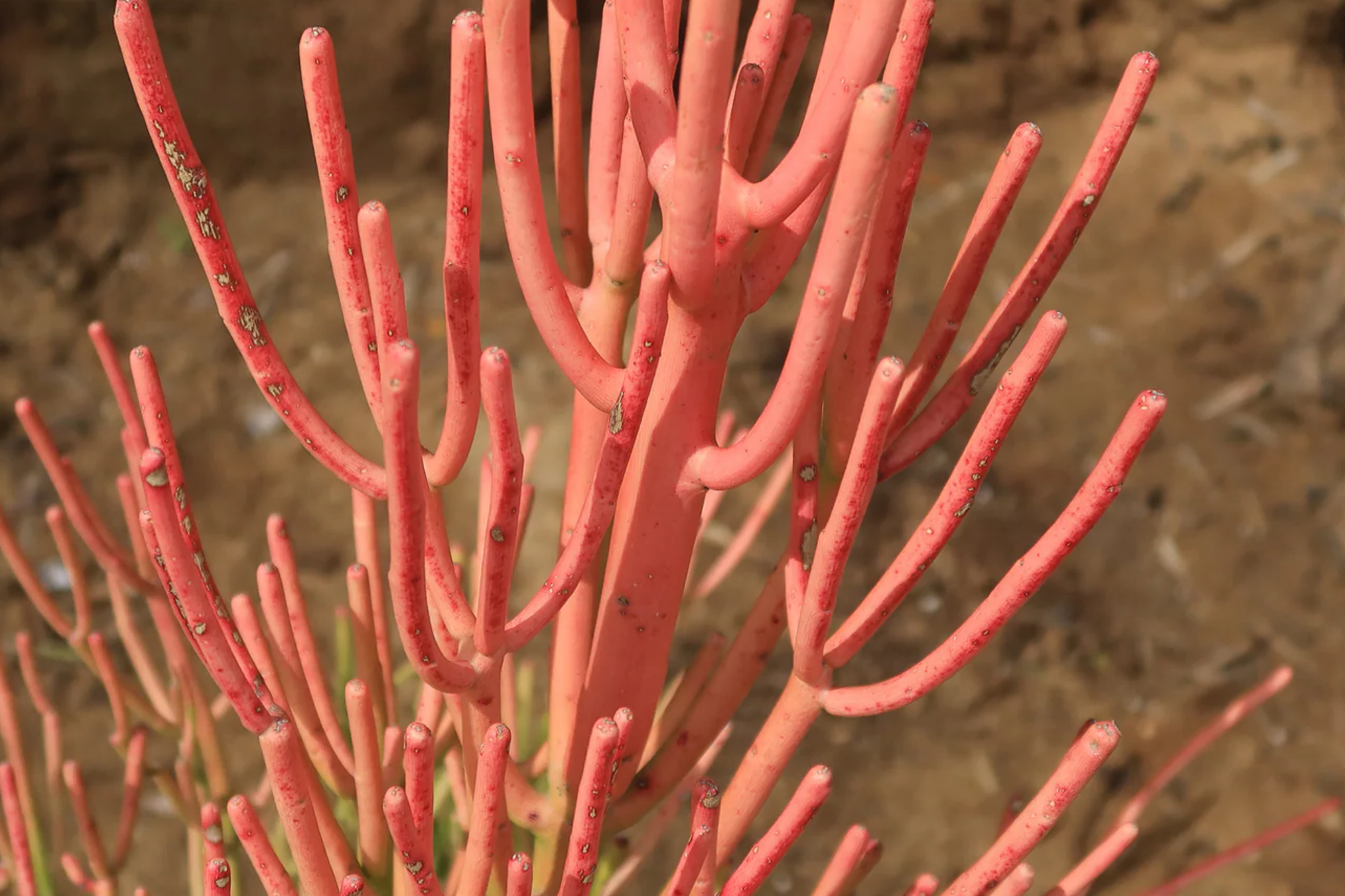 Firestick Pencil Cactus Cuttings 8-12" | Thornless Euphorbia Tirucalli Succulent for Indoor & Outdoor Gardening