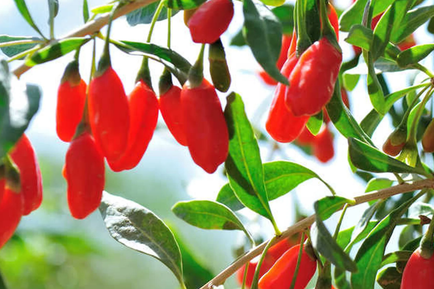 Goji Berry Plants with Bare Roots and Cuttings | Lycium barbarum | Fruiting Shrubs for Fast Growth