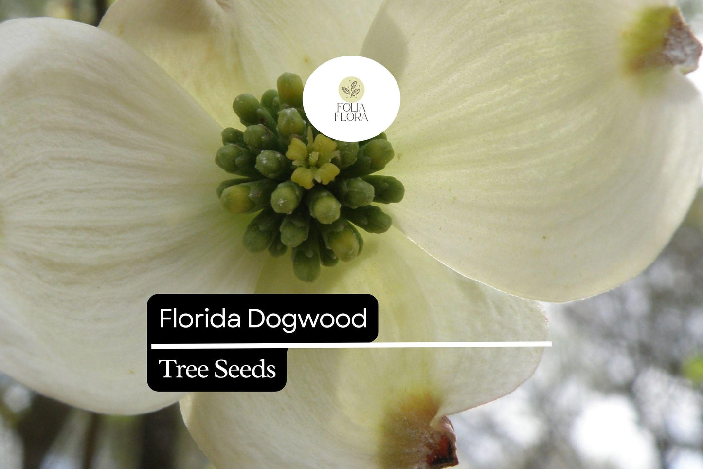 Florida Dogwood Seeds (Cornus florida) | 5 Seeds | Ornamental Tree with White & Pink Blooms