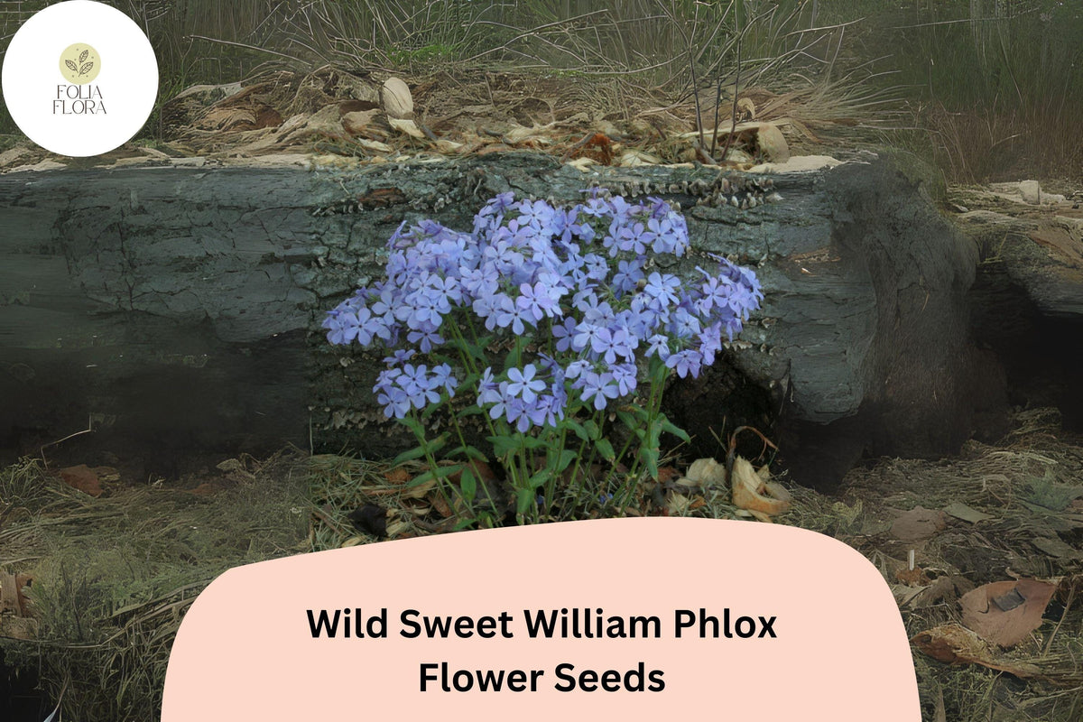 Wild Sweet William Phlox Seeds - 100+ Non-GMO Perennial Flower Seeds, Pink to Lavender Blooms, Phlox maculata
