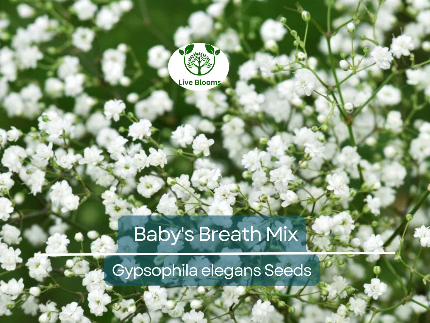 1000 Seeds Baby's Breath MIXED COLORS - Non-GMO Heirloom, Pollinator-Friendly White & Pink Blooms