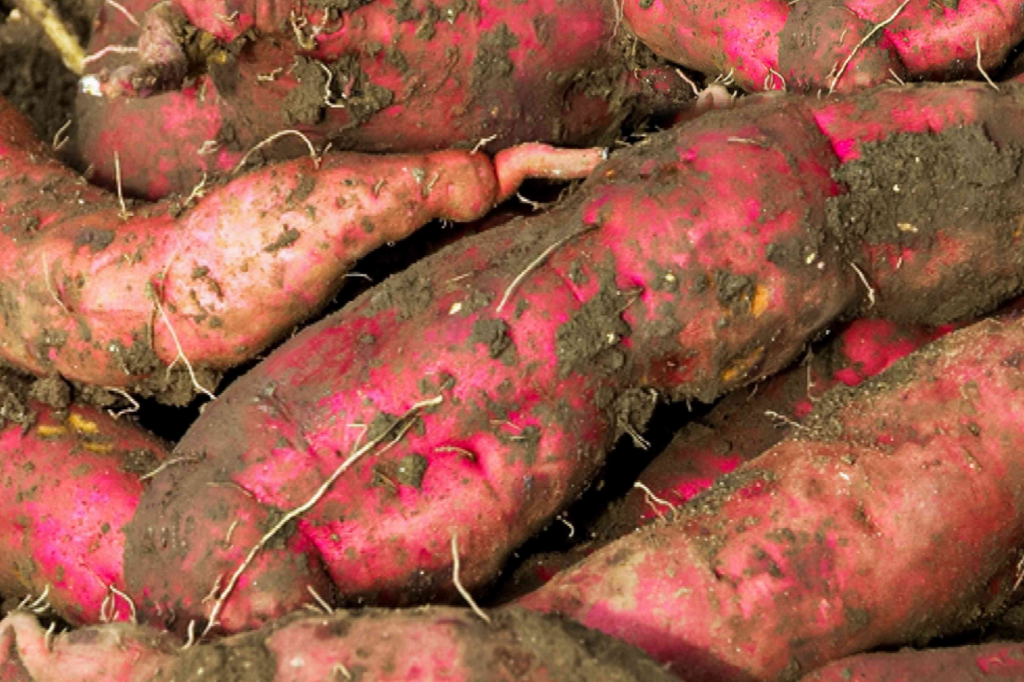 Rooted White Sweet Potato Plants in Pots | Ipomoea batatas Vine Starter Plants for Garden or Container