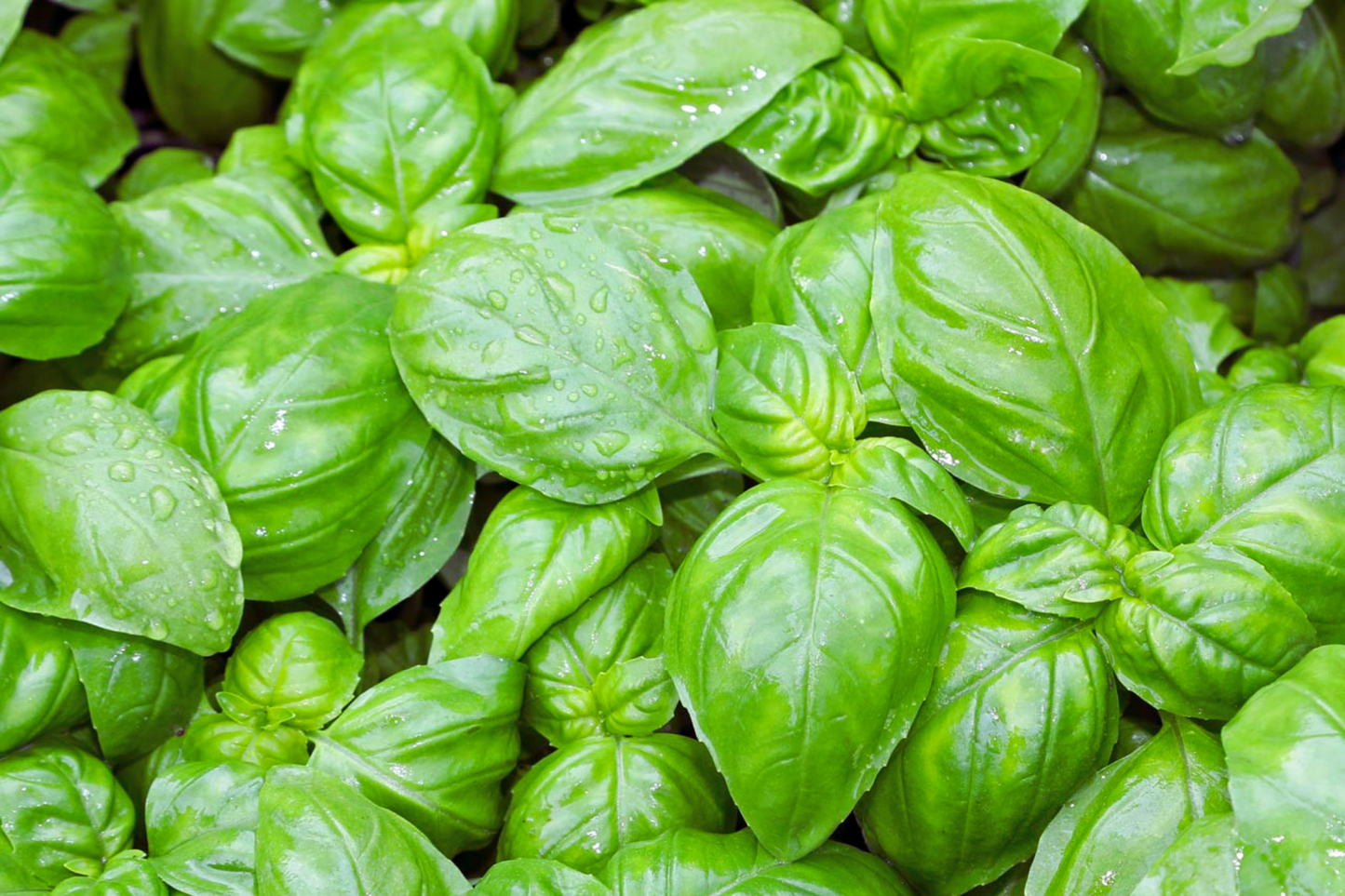 Genovese Basil Seeds | Heirloom NON-GMO | Ocimum basilicum | Fresh Garden Seeds