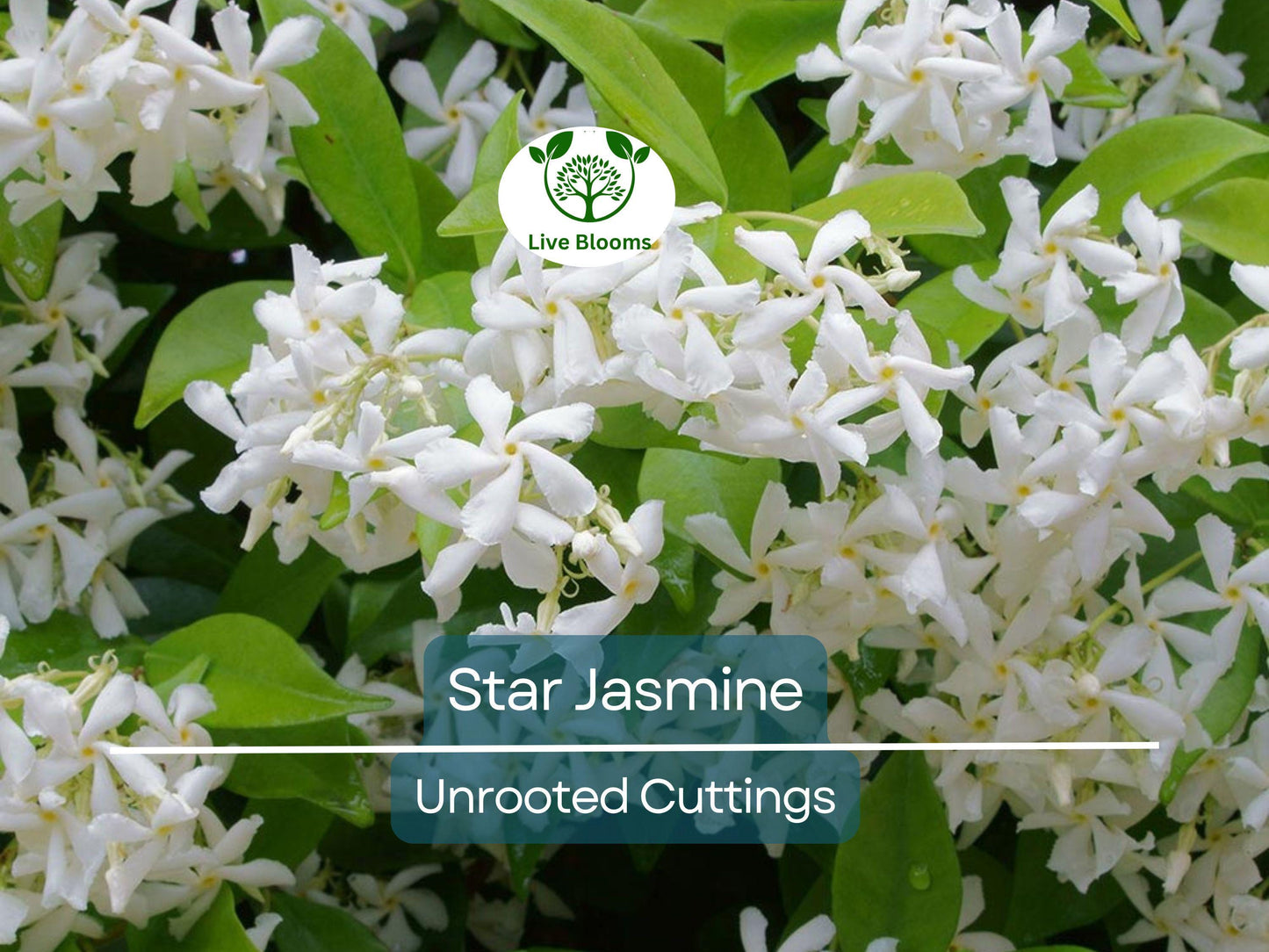 7 Jasminoides Trachelospermum Star Jasmine 6" Unrooted Cuttings - Fragrant Vining Plant for Gardens & Trellises