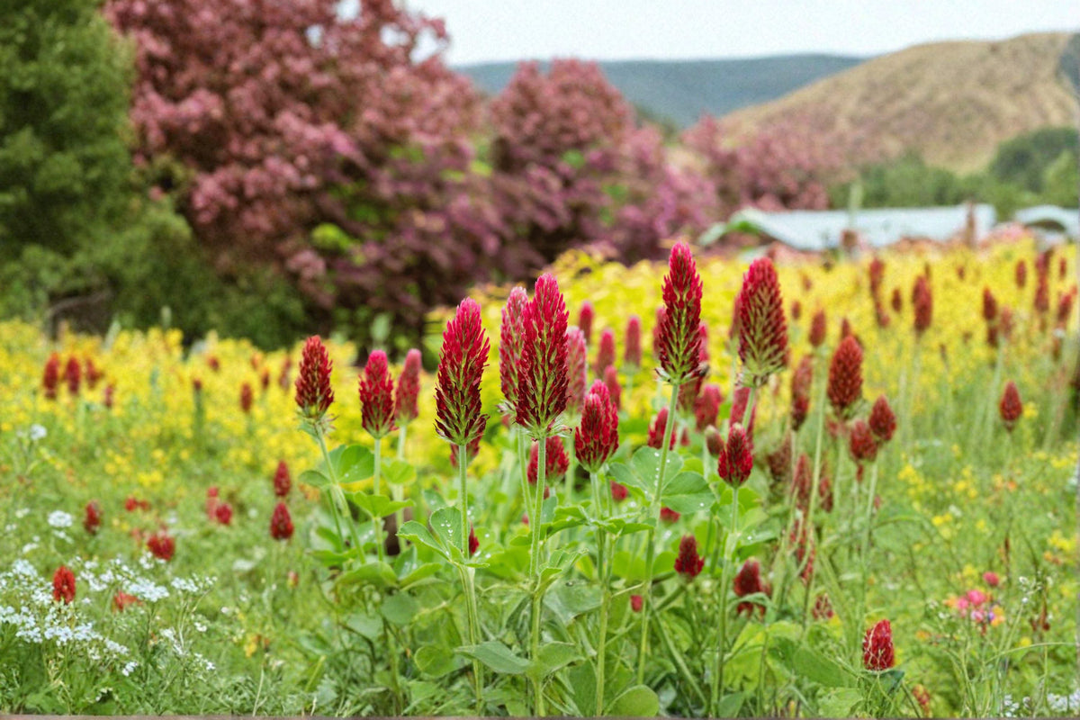 Crimson Clover Seeds - 100 Seeds - Trifolium incarnatum - Nitrogen-Fixing Cover Crop - Open-Pollinated, Non-GMO