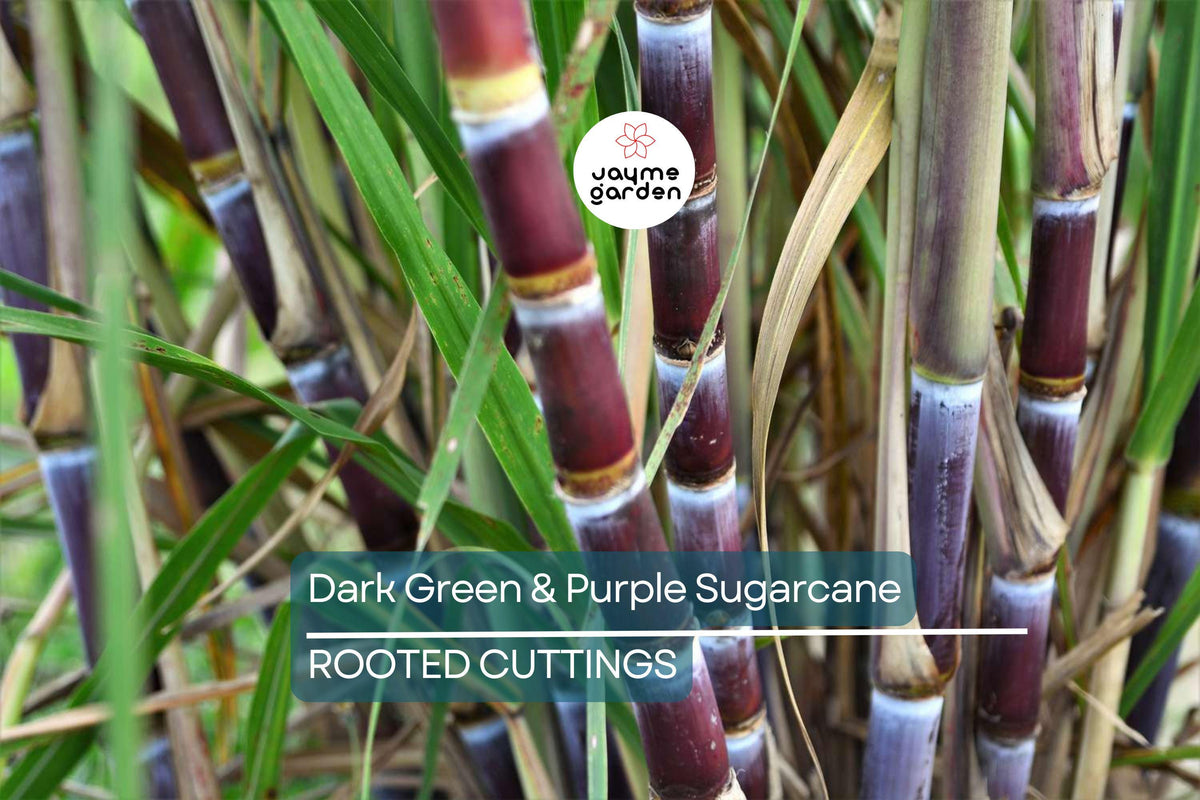 Rooted Sugarcane Cuttings - 5 Dark Green & Purple Sticks, Sweet Juicy Variety, Saccharum officinarum, Fast Growing, Live Plant