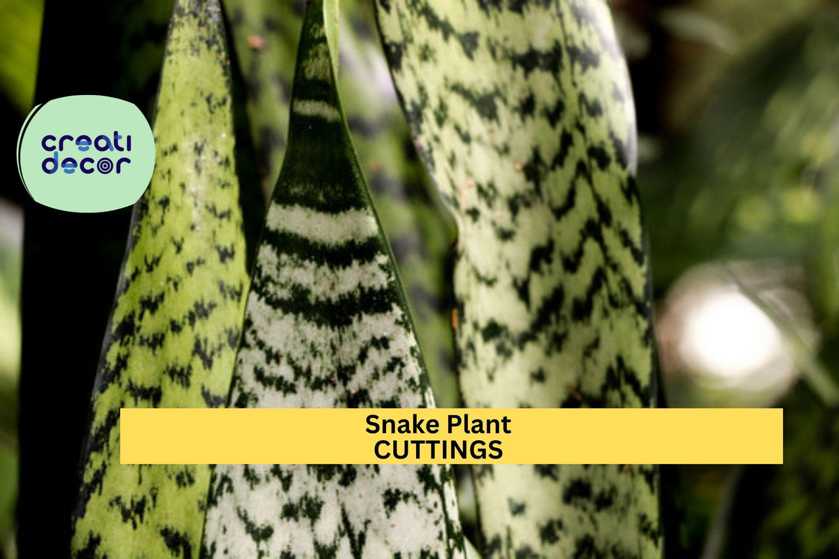 9 Hawaiian-Grown Sansevieria Starter Leaf Cuttings – Organic Unrooted Snake Plant for Indoor Propagation