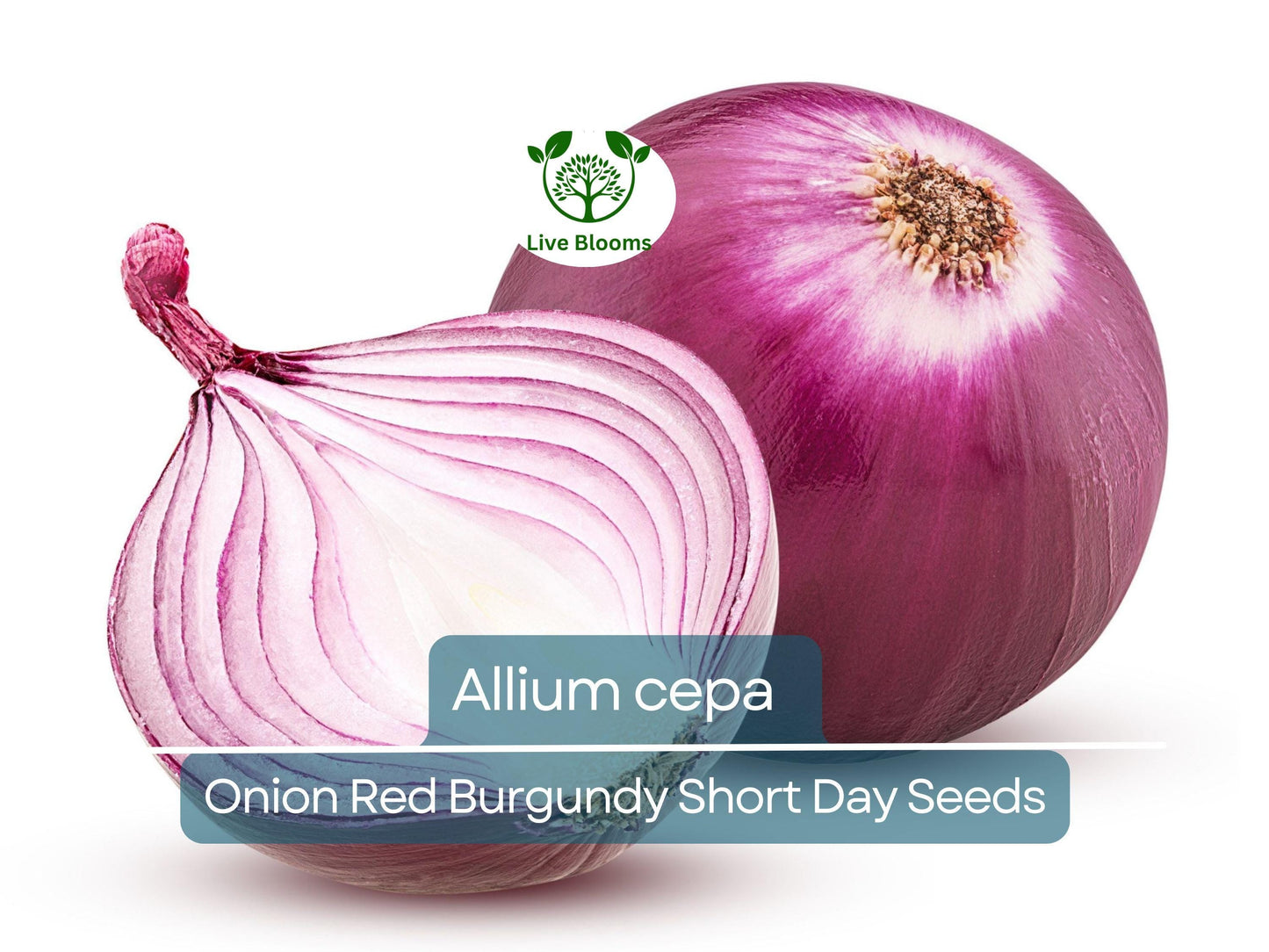 70 Seeds Onion Red Burgundy Short Day - Sweet Mild Red Onions for Early Spring Planting