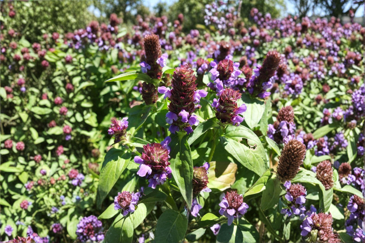 Heal All Seeds (100) - Prunella vulgaris - Perennial Medicinal Herb - Groundcover with Purple Flowers - Self-Heal Plant
