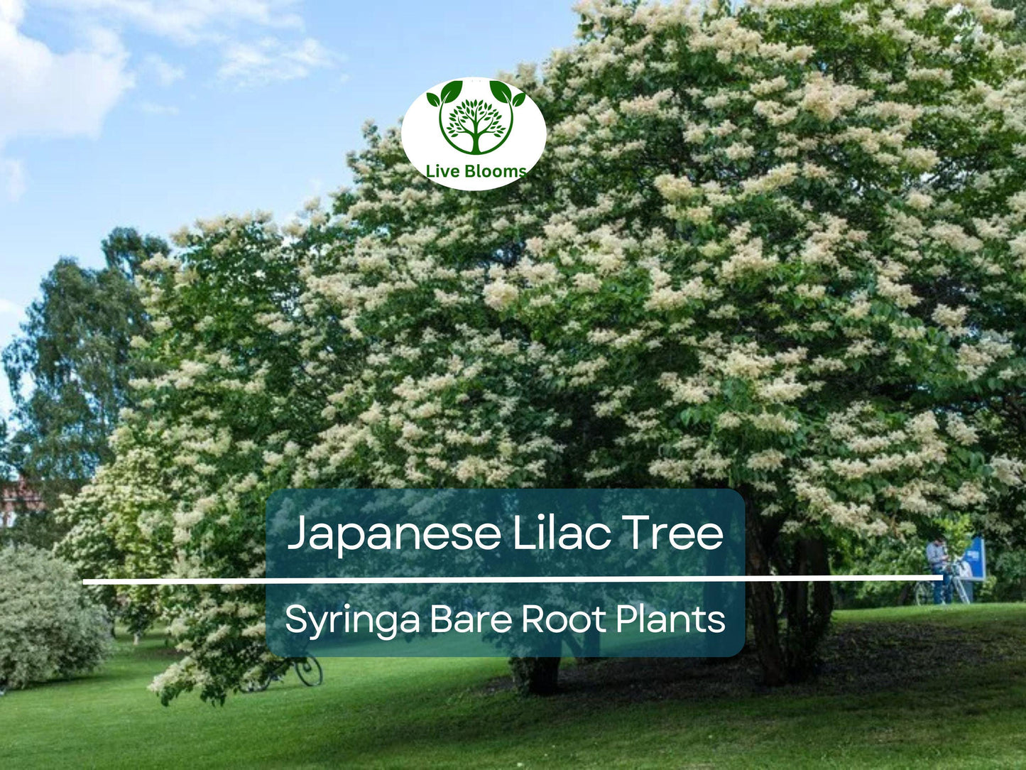 Japanese Lilac Tree - Syringa reticulata - Fragrant White Blooms - Ornamental Shade Tree