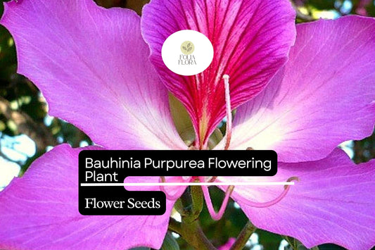 10 Bauhinia Purpurea Seeds | Purple Orchid Tree | Fast-Growing Exotic Flowering Tree for Gardens
