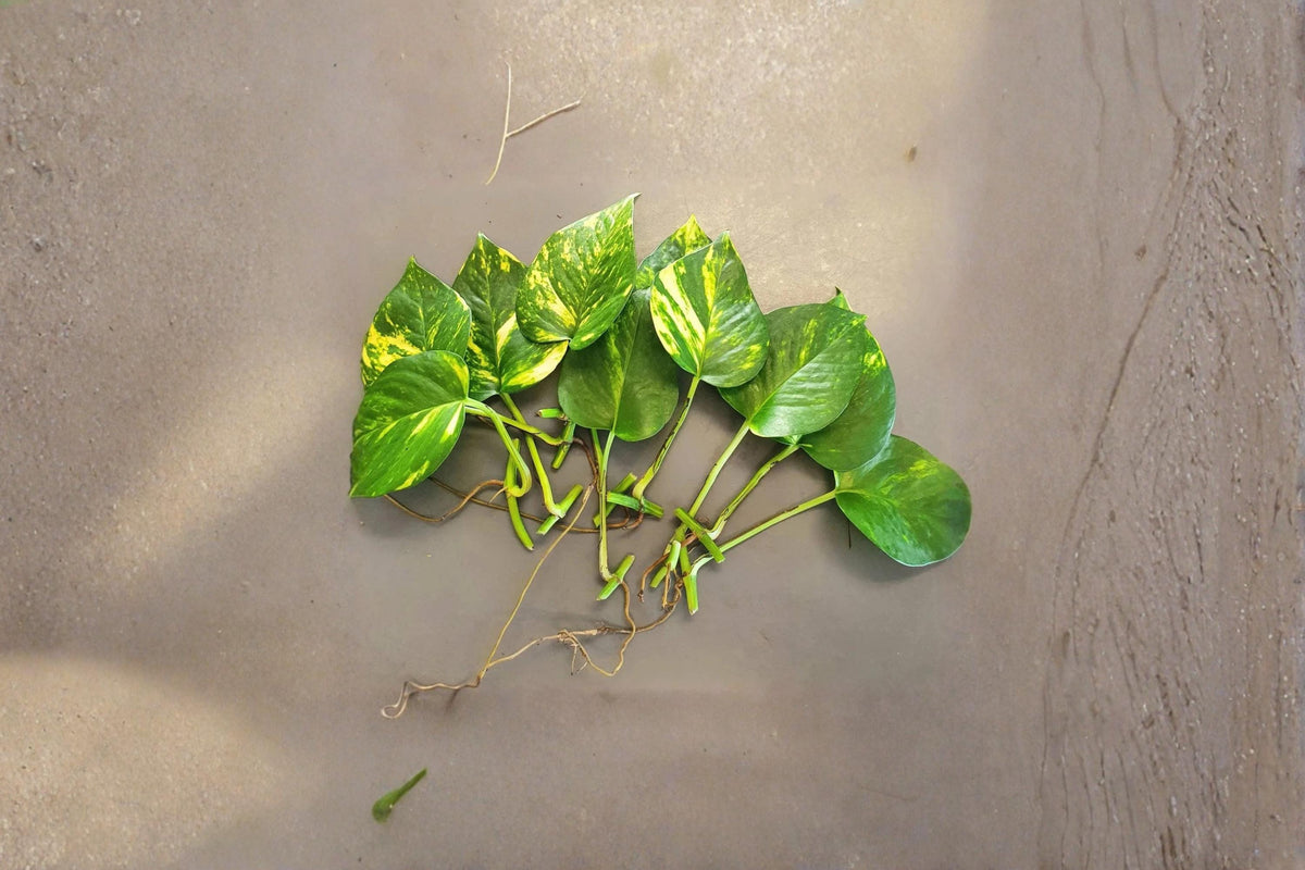 Golden Pothos Rooted Cuttings 10 Leaves with Roots | Epipremnum aureum | Trailing Houseplant with Golden Variegation