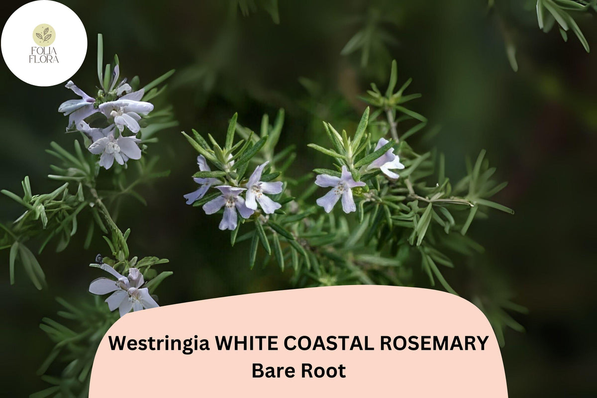 Westringia White Coastal Rosemary | 1 Live 6–12” Rooted Flowering Shrub Plant | Westringia fruticosa | Drought-Tolerant Evergreen
