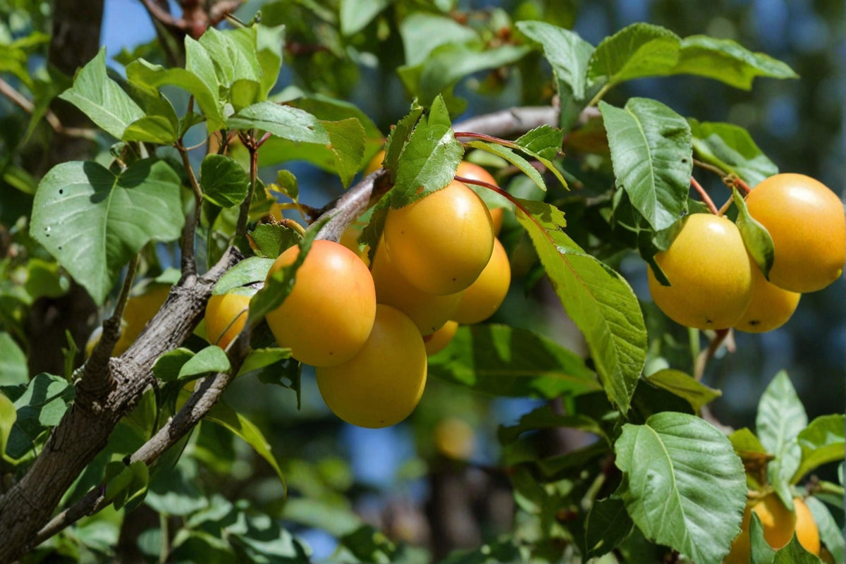 Golden Nectar Plum Cuttings 6 Pack 5+ Inch Prunus salicina Fresh Grafting Wood for Home Orchards and Landscapes