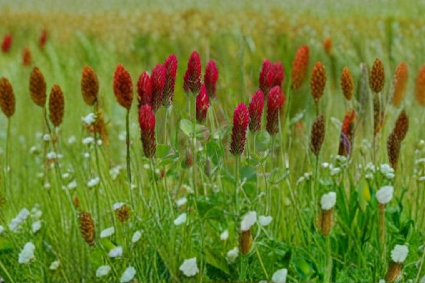 Crimson Clover Seeds 100 Pack – Trifolium incarnatum Cover Crop, Pollinator & Nitrogen Fixer, Spring Bloom, Full Sun, Well-Drained Soil