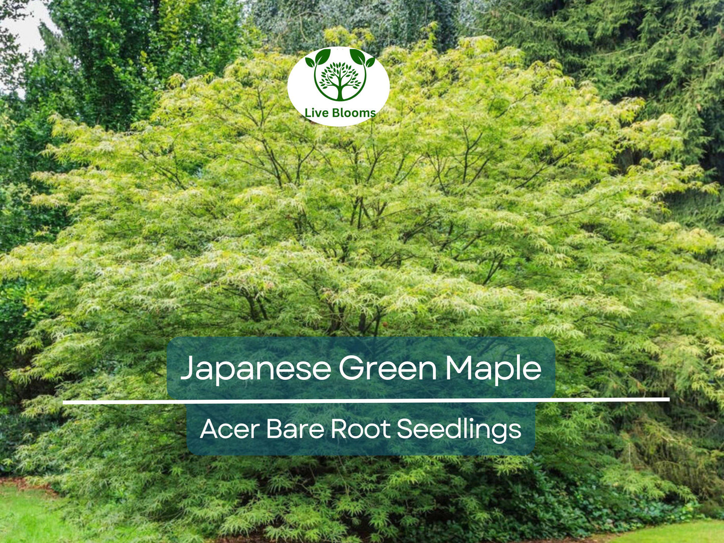 5 Japanese Green Maple Seedlings – Momiji Small Leaf Variety for Bonsai & Landscape