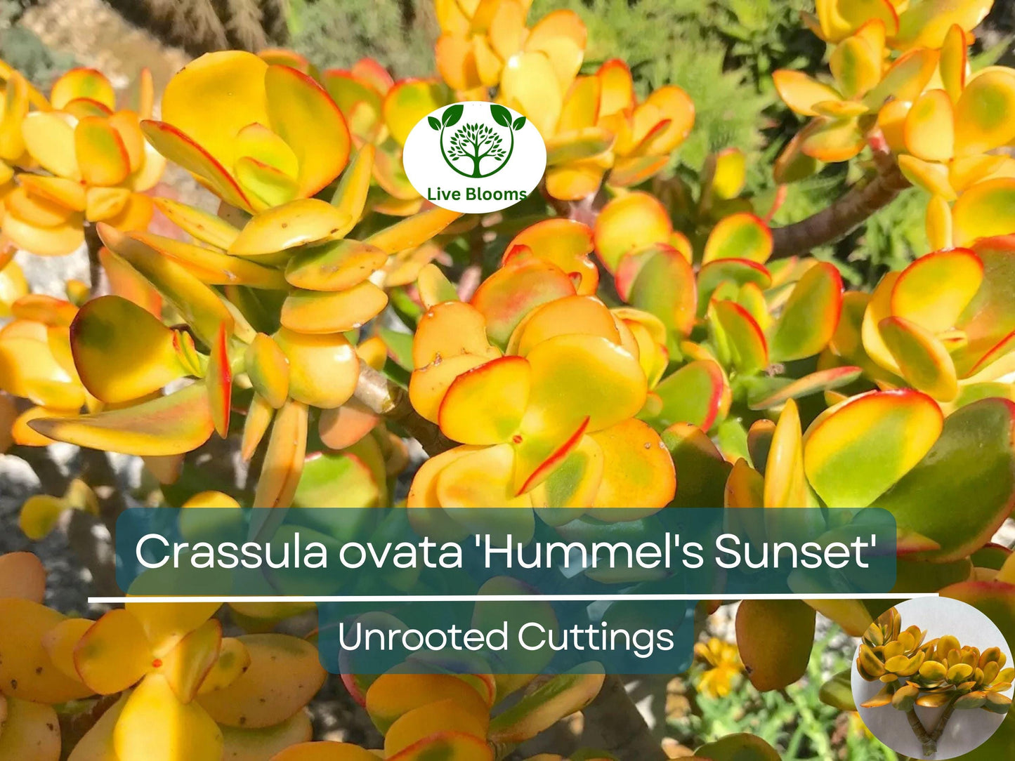 Golden Jade Hummels Sunset Crassula Ovata Argentea 5" Unrooted Branched Cutting - Rare Succulent Propagation