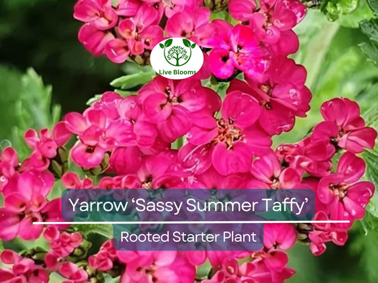 1 Yarrow Live Plant (Achillea Millefolium) - Perennial Flower for Pollinators, Drought-Tolerant Garden Plant