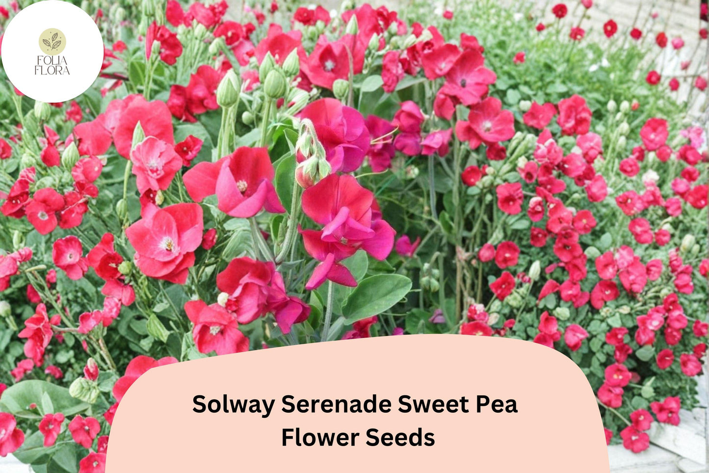 50+ Solway Serenade Semi-Dwarf Sweet Pea Seeds | Soft Pink Compact Climbing Flowers for Gardens