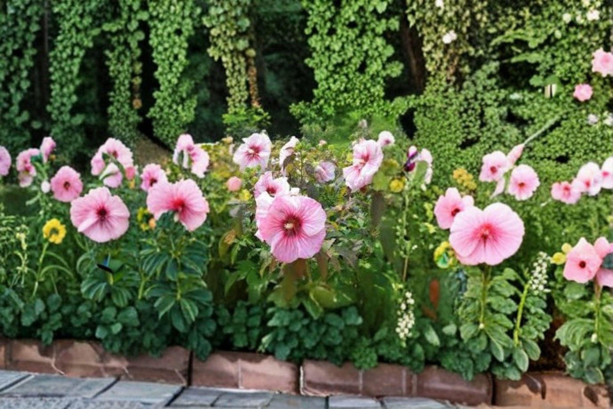 Swamp Rose Mallow Seeds – 30 Crimson-Eyed Hibiscus moscheutos Seeds | Native Wetland Perennial for Rain Gardens and Pollinators