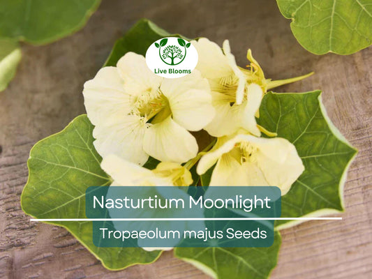 10 Nasturtium Moonlight Seeds - Creamy White Edible Flowers, Heirloom Non-GMO, Easy to Grow