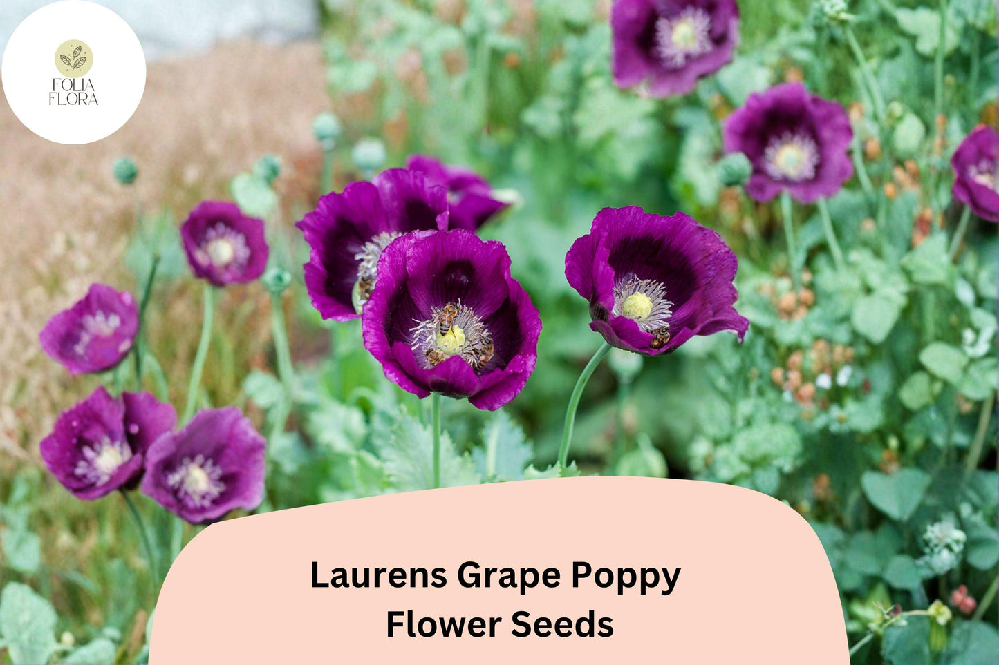 200+ Lauren’s Grape Poppy Seeds – Deep Purple Annual Flowers, Easy to Grow, Pollinator Friendly