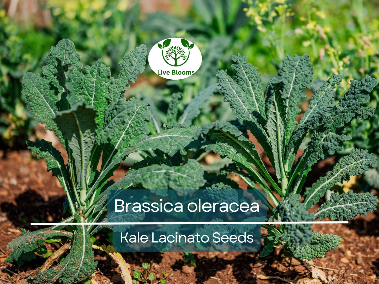 250 Kale Lacinato Seeds – Organic Dinosaur Kale Brassica oleracea for Nutritious Cooking & Smoothies