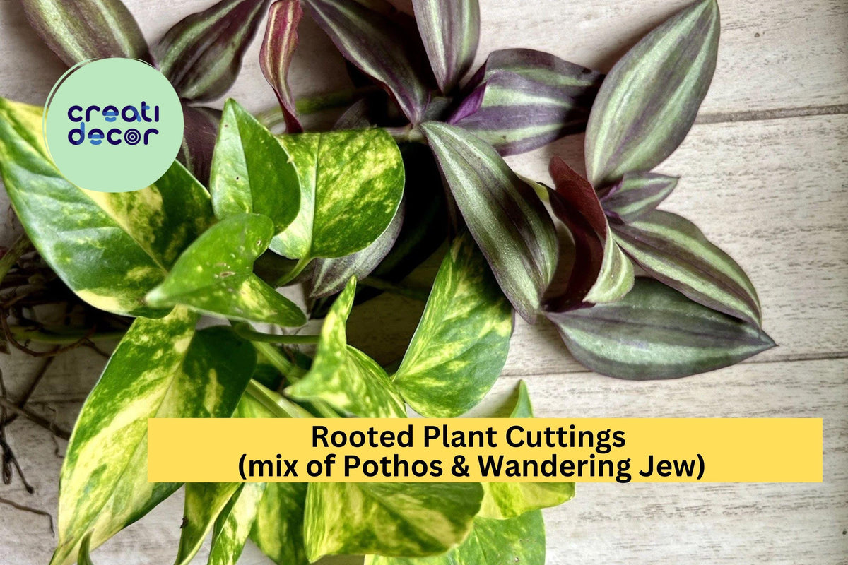 20 Rooted Pothos & Wandering Jew Cuttings – Easy-Care Indoor Vines for Pots & Hanging Baskets