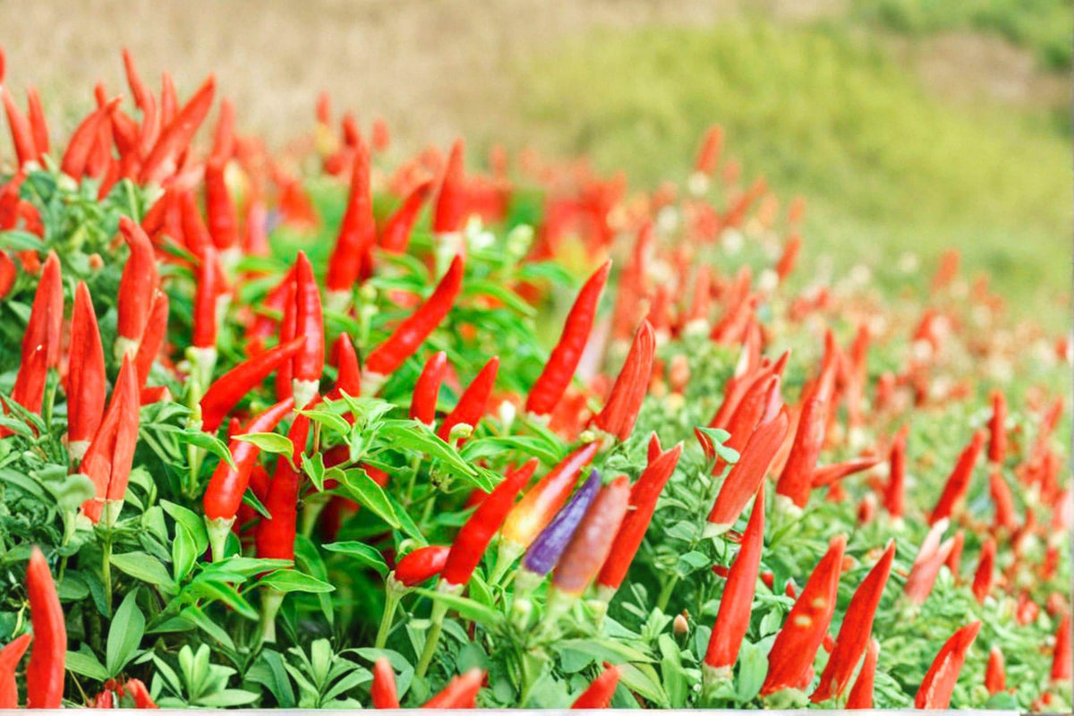Thai Hot Pepper Seeds - 30 Pack - Capsicum frutescens - Authentic Thai Chili - Very Hot - Compact & Heavy Producing