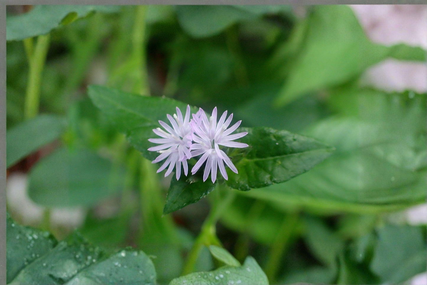 Elephantopus carolinianus Seeds – Native Perennial Wildflower for Woodland Gardens & Pollinator Support