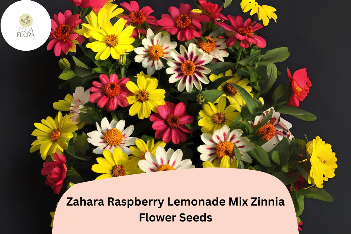 Zahara Raspberry Lemonade Mix Zinnia Seeds - 100+ Non-GMO Compact Hybrid Flowers (Zinnia marylandica) for Garden & Containers
