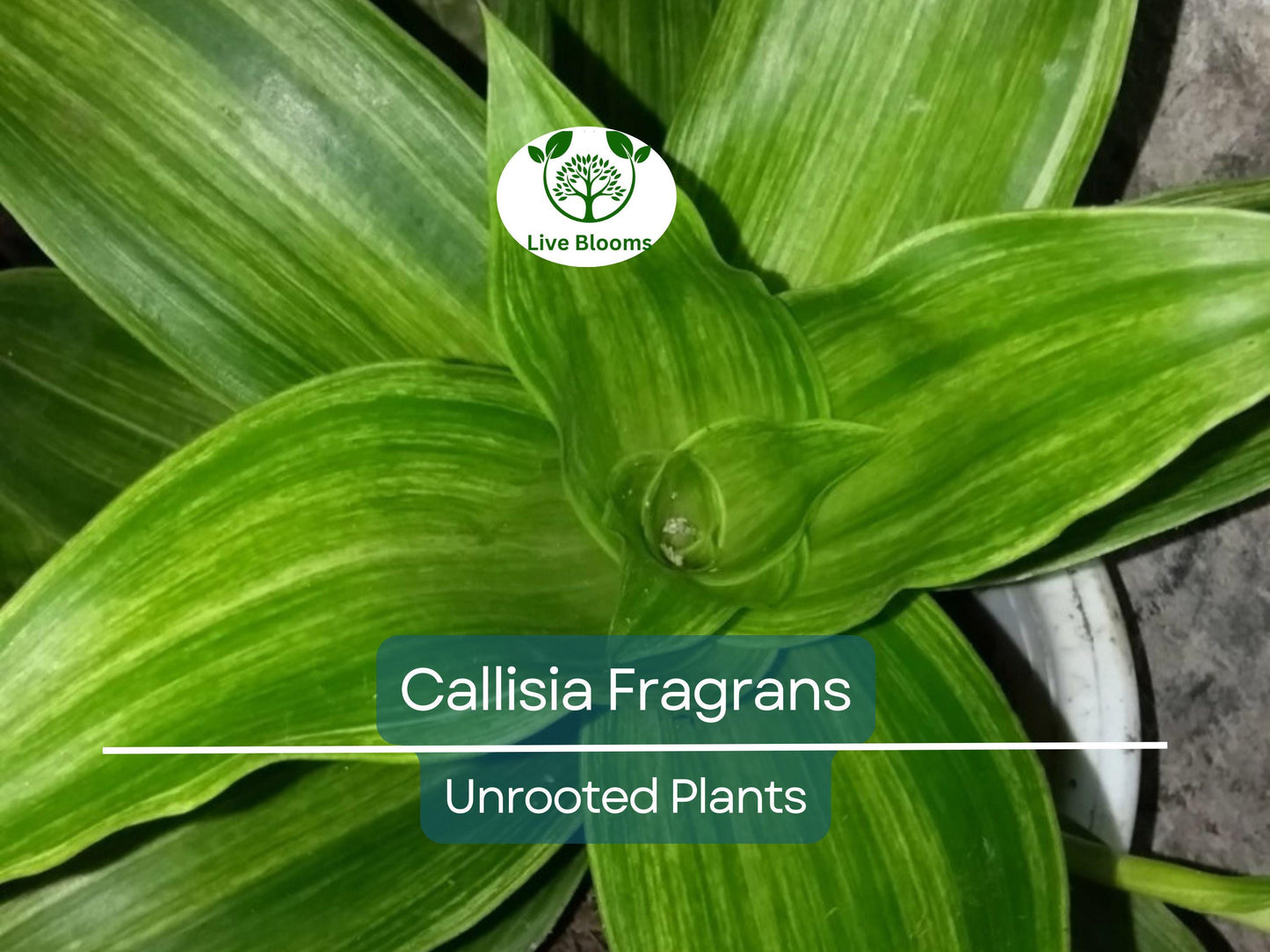 2 Callisia Fragrans Unrooted Plants - Easy Care Home Ginseng Indoor Houseplants