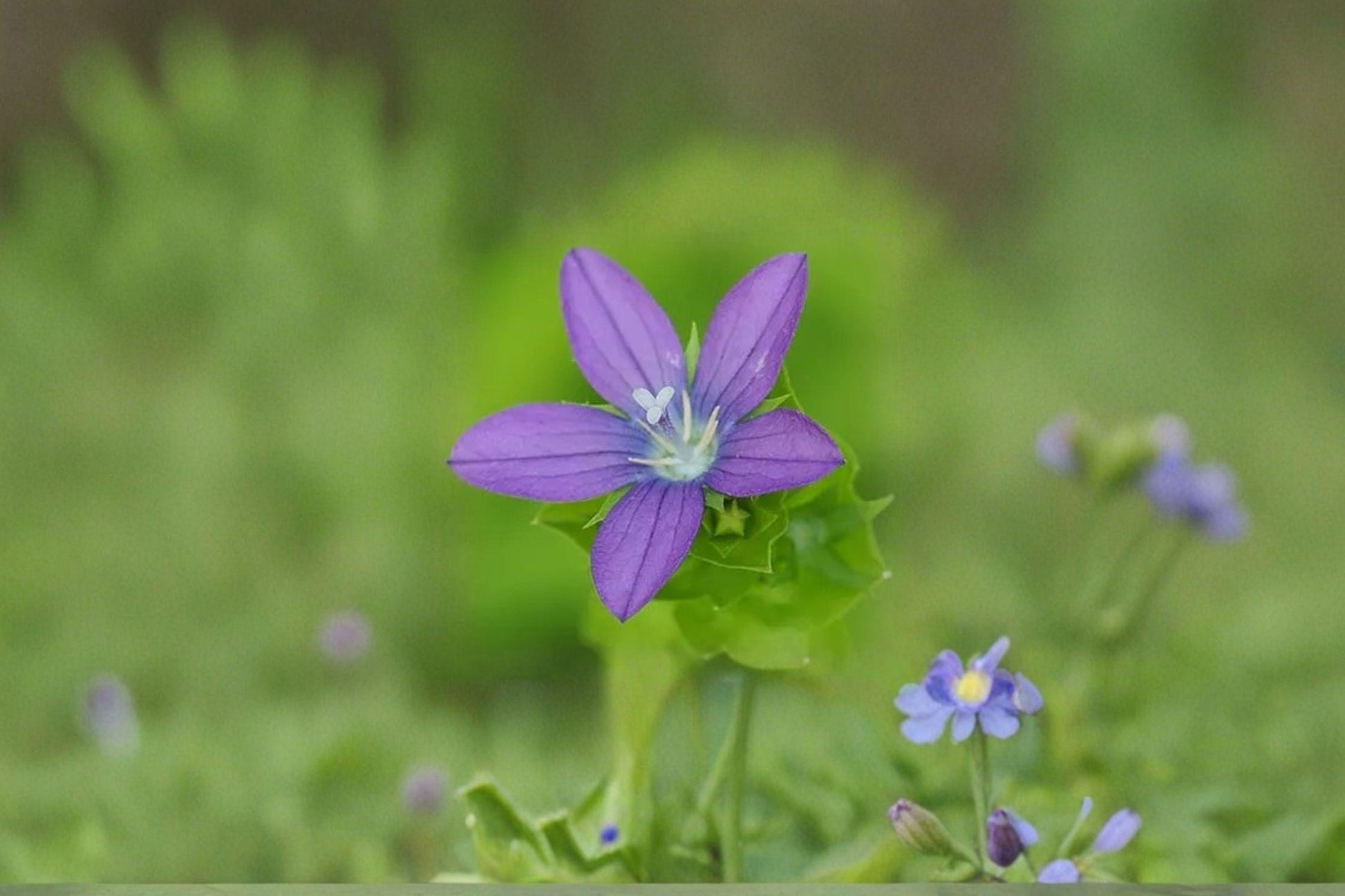 Venus Looking Glass Seeds – Triodanis perfoliata Native Annual Wildflower for Pollinators, Meadow, Restoration Projects