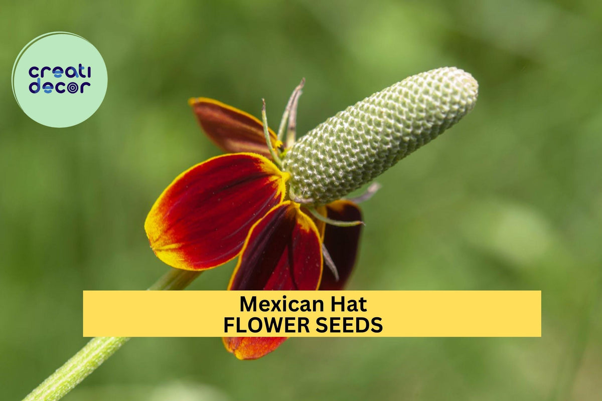 100mg Mexican Hat Seeds - Red-Yellow Wildflower for Pollinator Gardens, Ratibida columnifera, 3 Packets for Planting