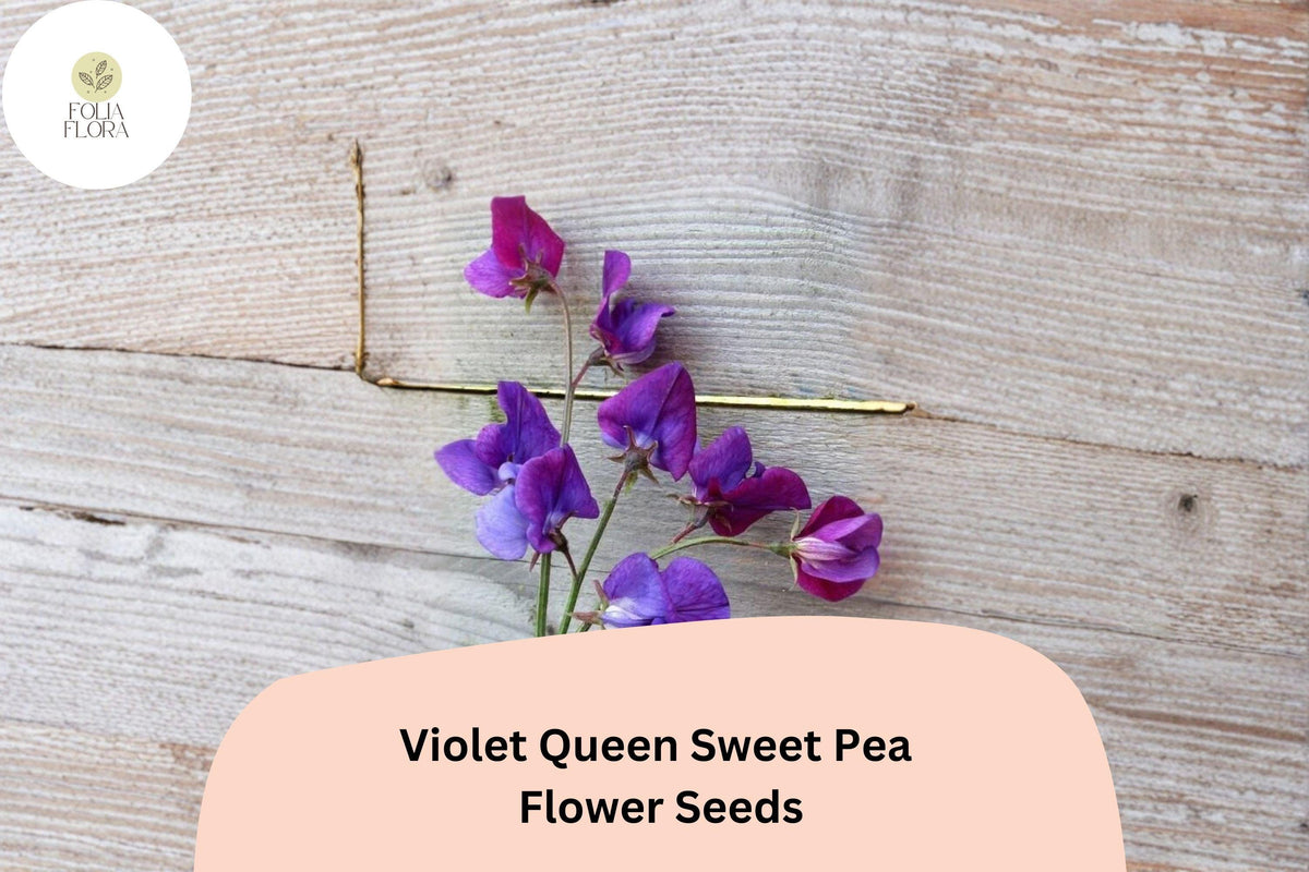 Violet Queen Sweet Pea Seeds 50+ | Fragrant Violet Purple Heirloom Climbing Flower | Lathyrus odoratus